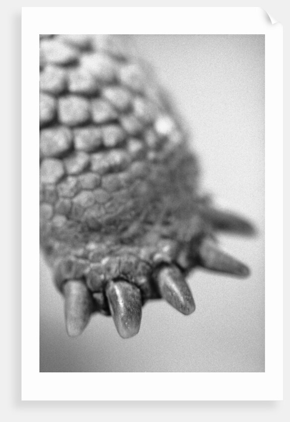 Turtle's Foot by Anonymous