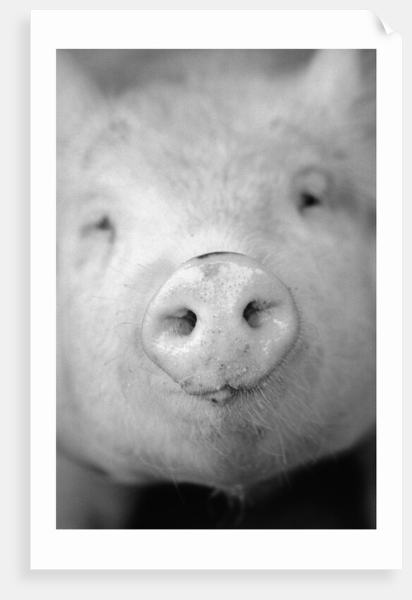 Pig's Nose by Anonymous