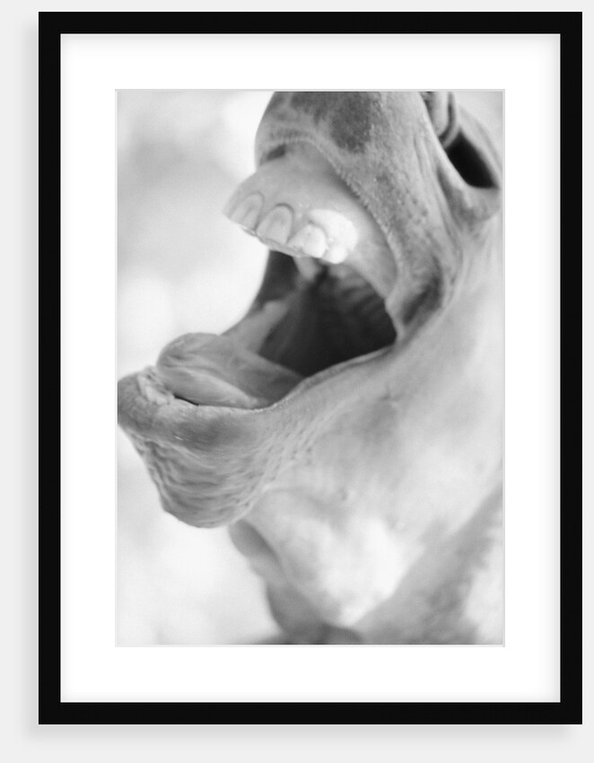 Horse's Opened Mouth by Anonymous