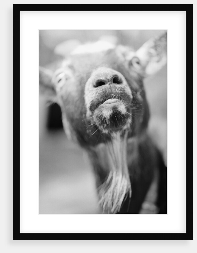 Goat's Nose and Mouth by Anonymous