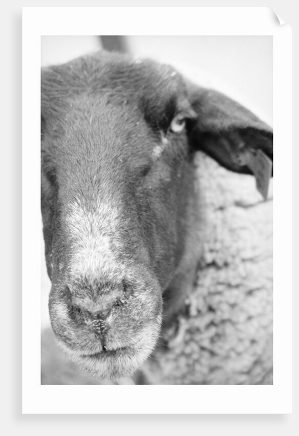 Sheep's Face by Anonymous