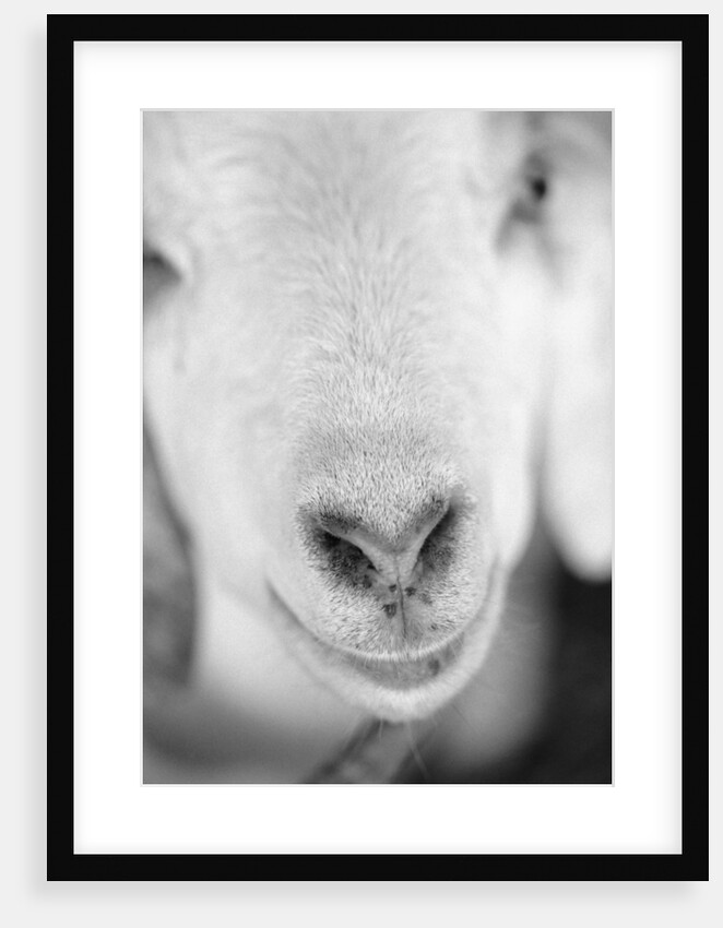 Close Up of Goat's Nose by Anonymous