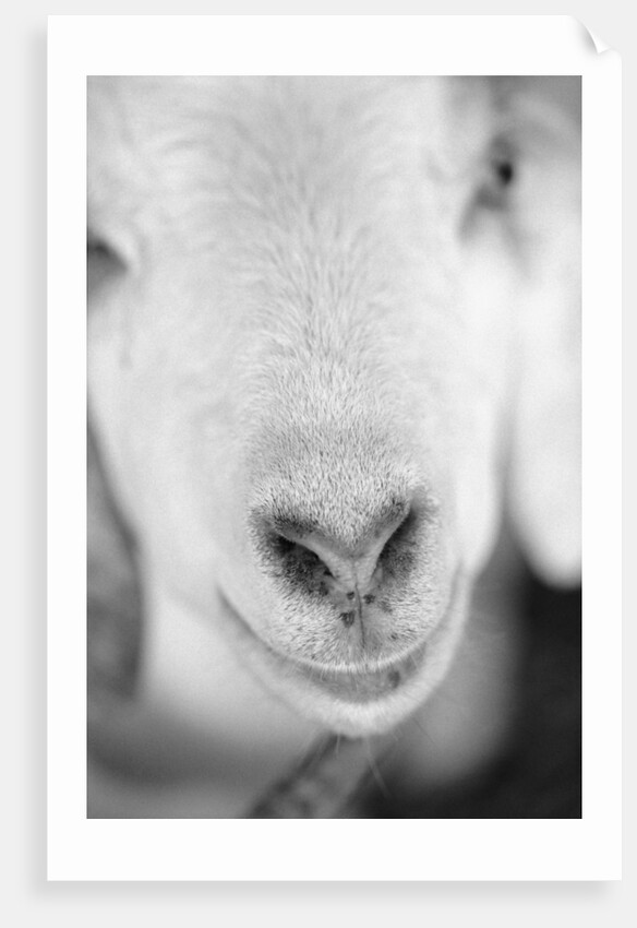 Close Up of Goat's Nose by Anonymous