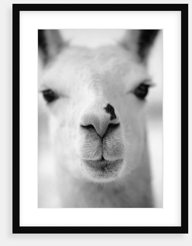 Close-Up of Alpaca's Nose by Anonymous