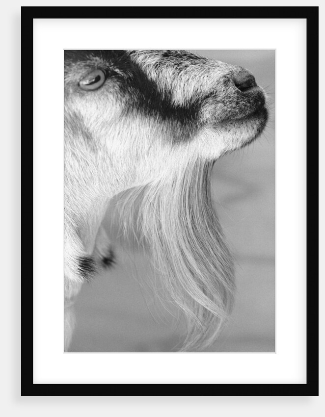 Goat with Long Hair on Chin by Anonymous