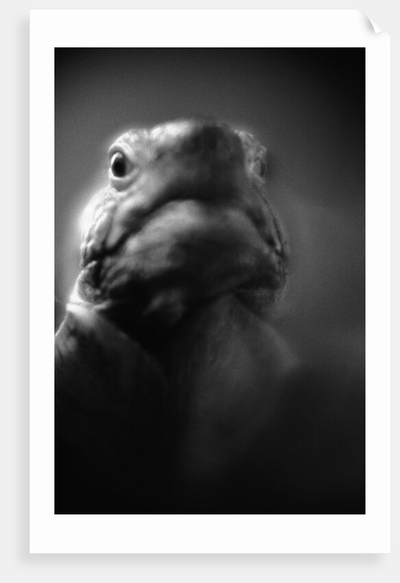 Reptile's Face by Anonymous