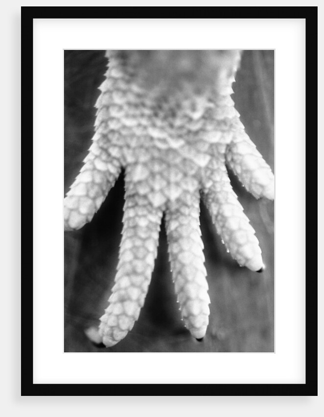 Reptile's Feet by Anonymous