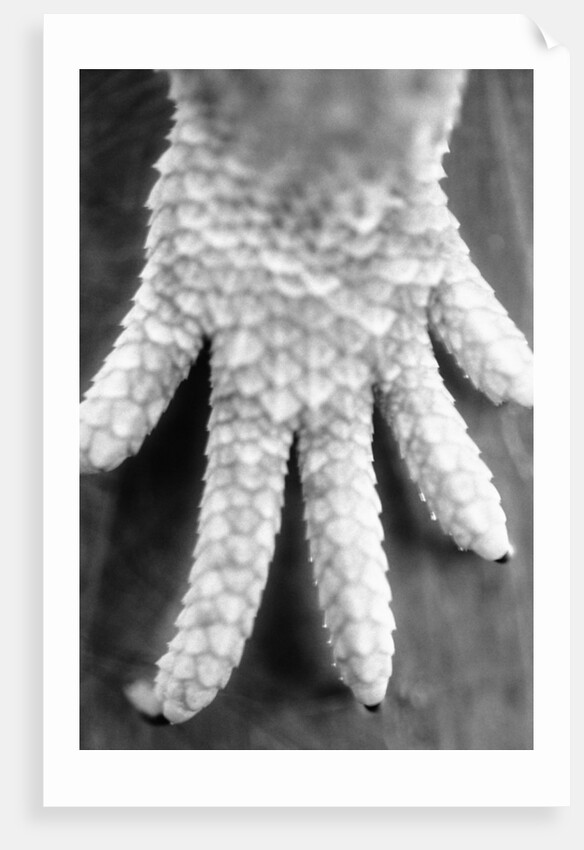 Reptile's Feet by Anonymous