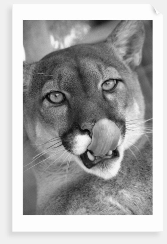 Mountain Lion Licking Nose by Anonymous