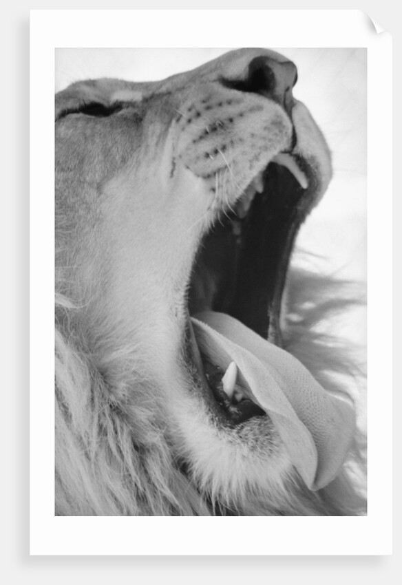 Yawning Lion by Anonymous