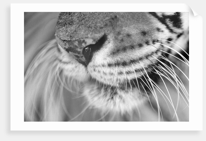 Tiger's Mouth by Anonymous