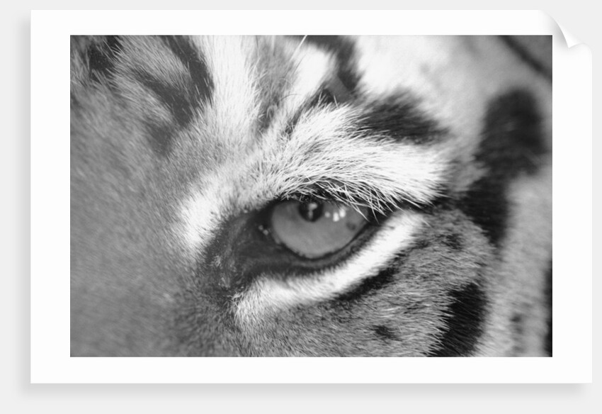 Tiger's Eye by Anonymous