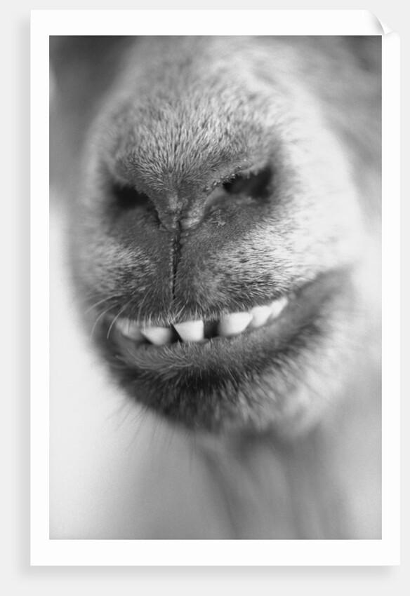 Mouth and Nose of a Goat by Anonymous