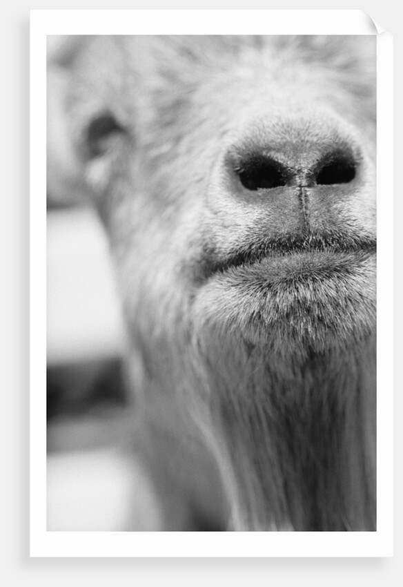Mouth and Nose of a Goat by Anonymous