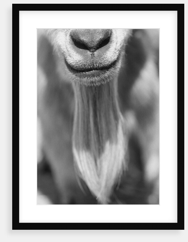 Close-up View of a Goats Beard by Anonymous