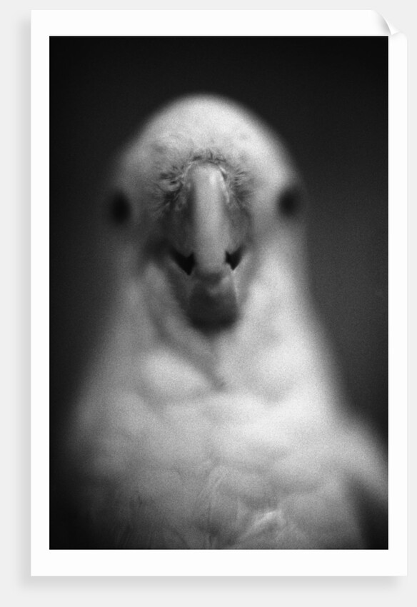 Parrot's Beak by Anonymous