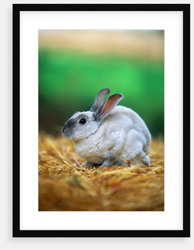 Rabbit Sitting on Bale of Straw by Anonymous
