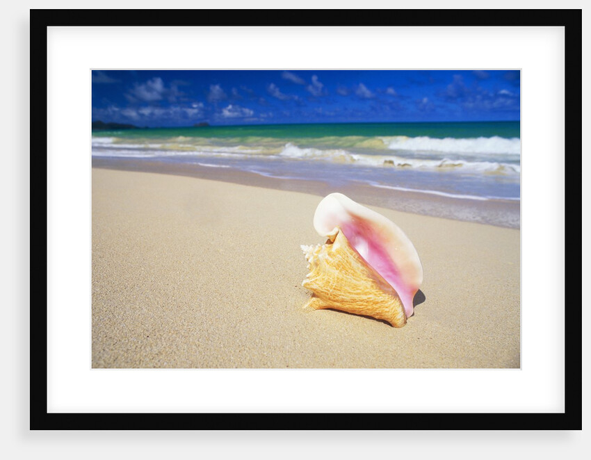 Conch Shell on Beach by Anonymous
