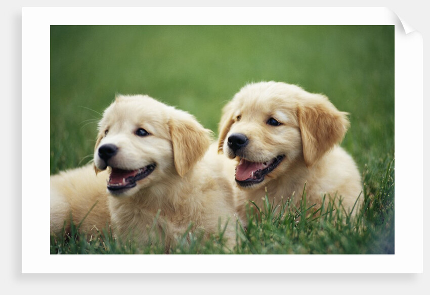 Golden Retrievers Resting on Grass by Anonymous