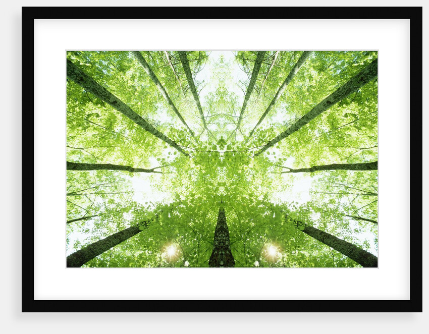 Trees in Forest Ascending by Anonymous