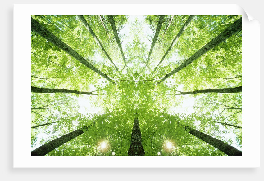 Trees in Forest Ascending by Anonymous