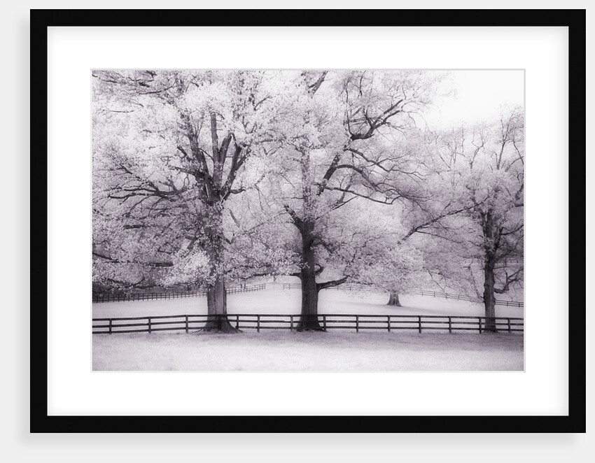 Trees and Fence in Snowy Field by Anonymous