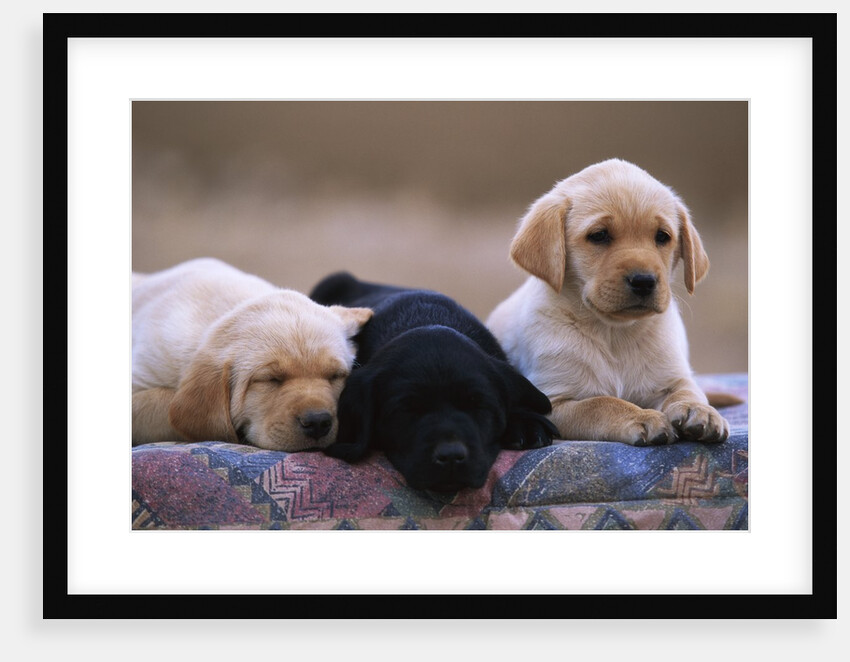 Labrador Retriever Puppies by Anonymous