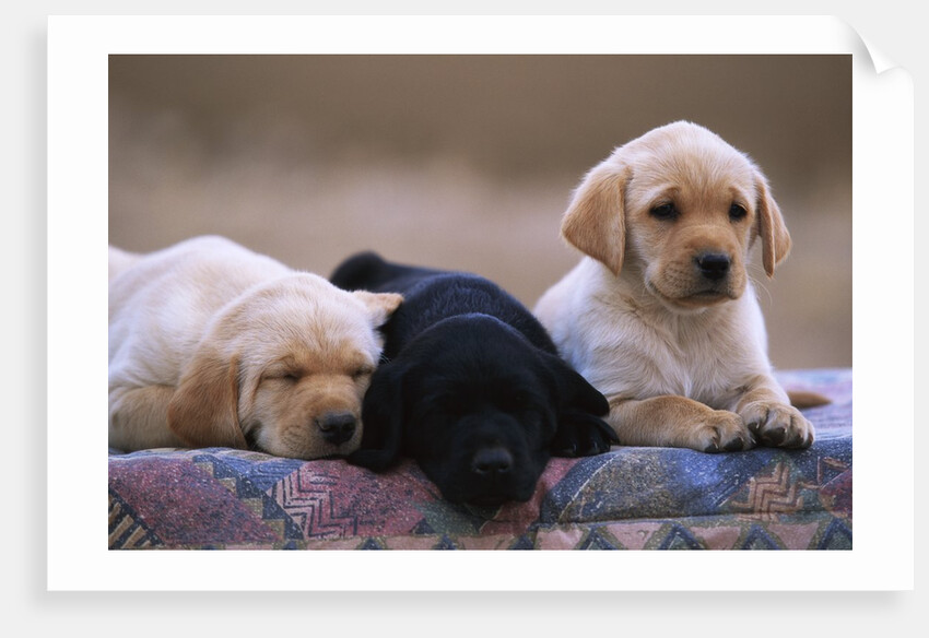 Labrador Retriever Puppies by Anonymous