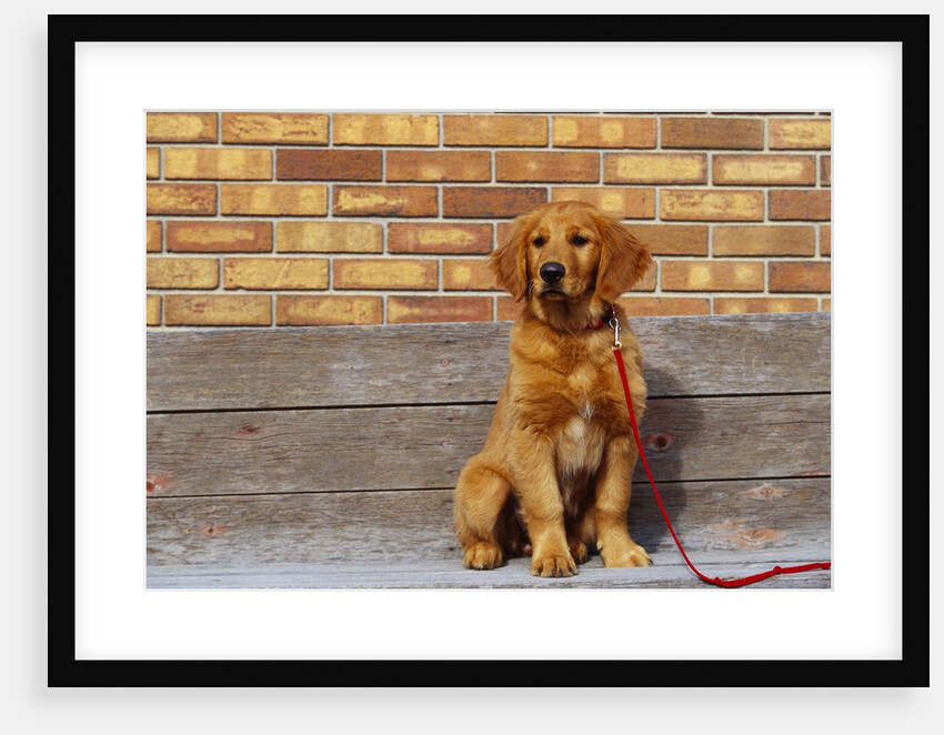Golden Retriever Puppy on Leash by Anonymous