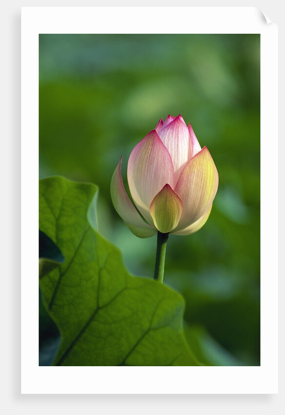 Lotus Flower by Anonymous
