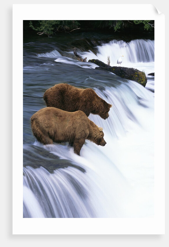 Brown Bears Fishing at Brooks Falls by Anonymous