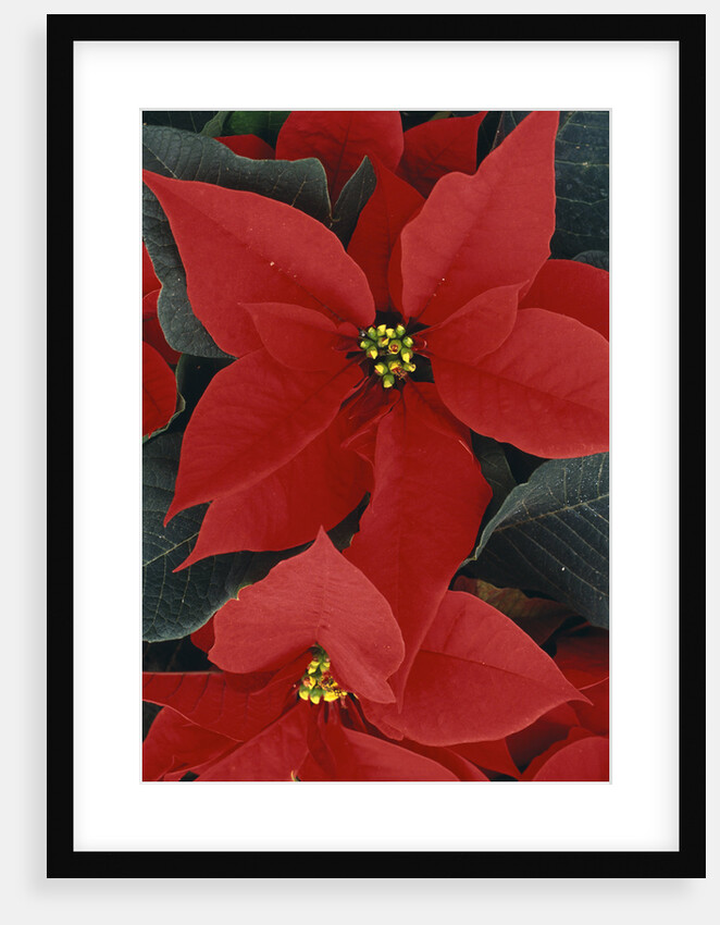 Poinsettia by Anonymous