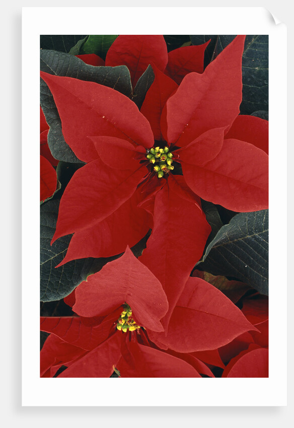 Poinsettia by Anonymous