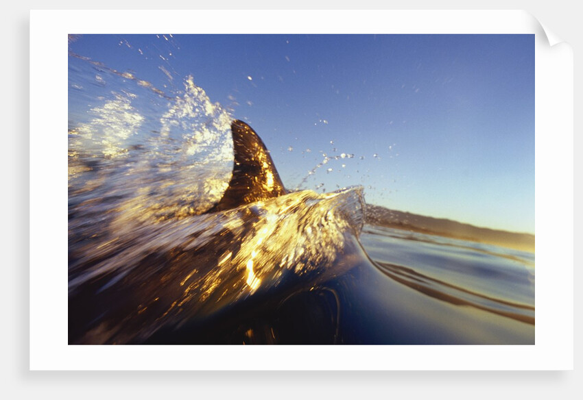 Dolphin Swimming in Ocean by Anonymous