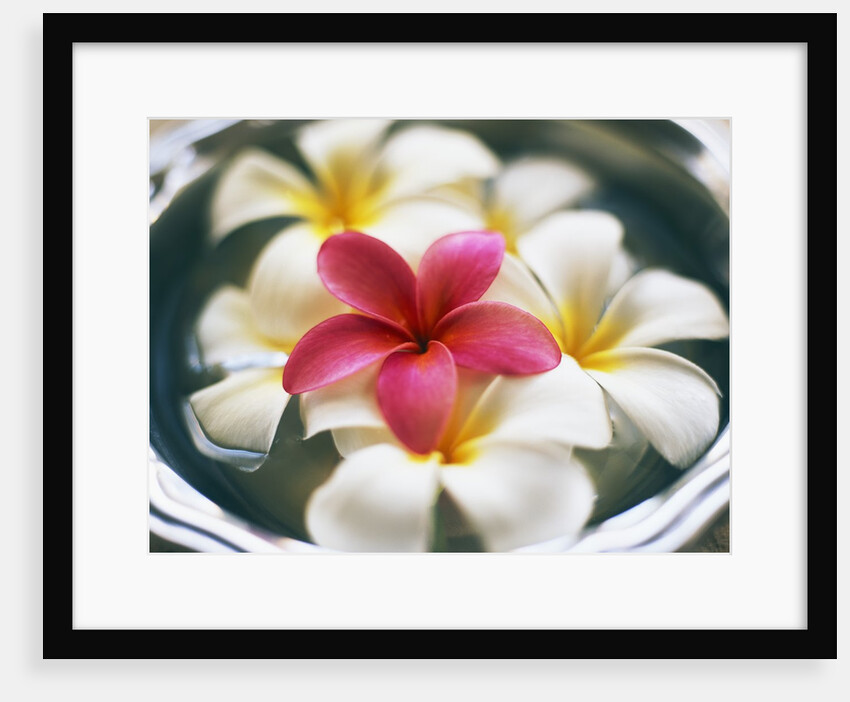 Frangipani Flowers in Bowl of Water by Anonymous
