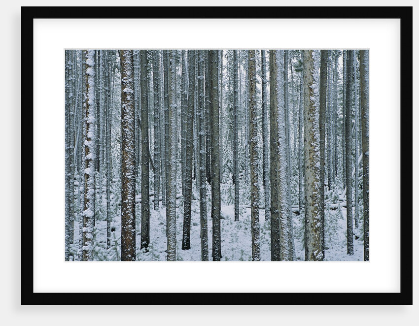 Lodgepole Pine Trees Frosted with Snow by Anonymous