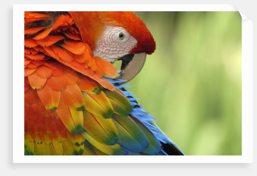 Colorful Scarlet Macaw by Anonymous