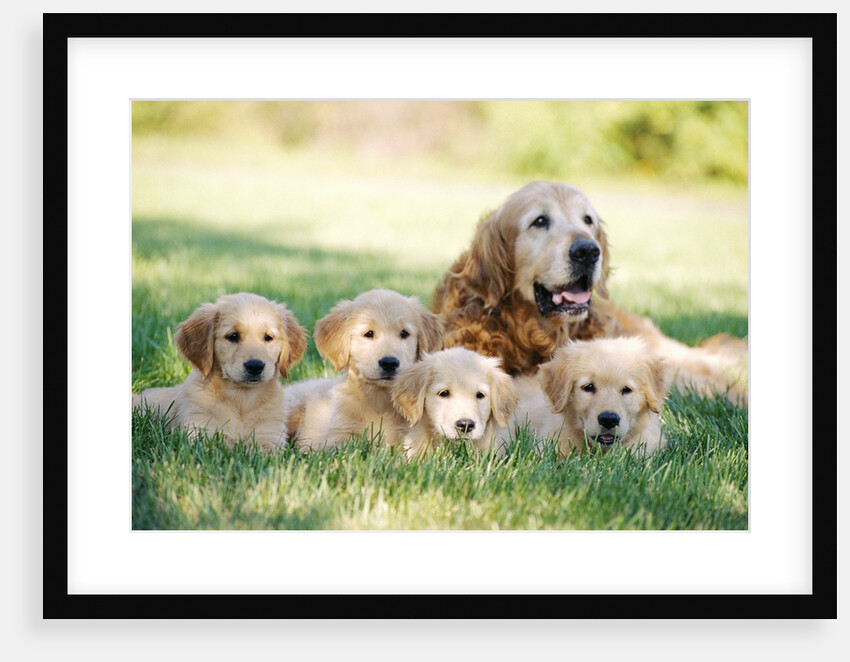 Mother Dog and Puppies by Anonymous