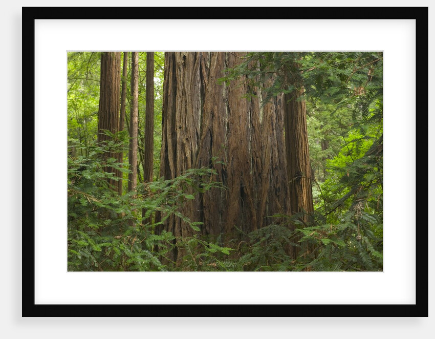 Redwood Trunk by Anonymous