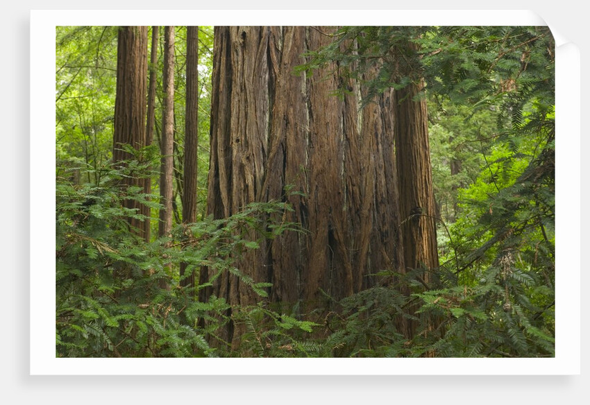 Redwood Trunk by Anonymous