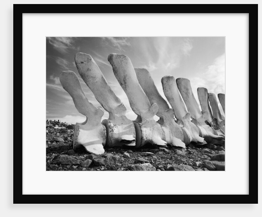 Whale Bones in Antarctica by Anonymous