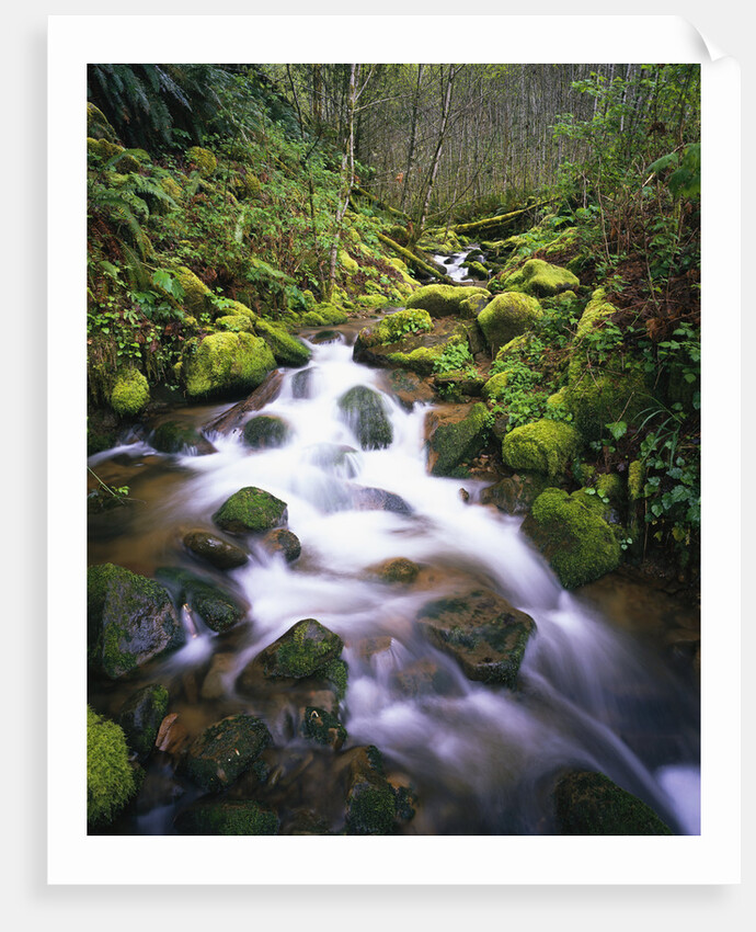 Brook Running Over Mossy Rocks by Anonymous