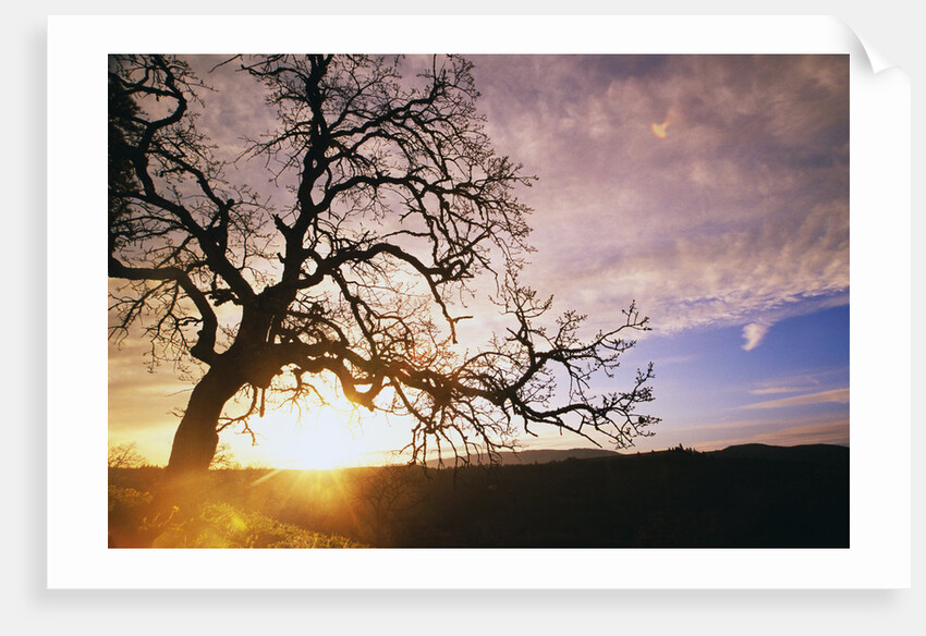 Oak Tree at Sunrise by Anonymous