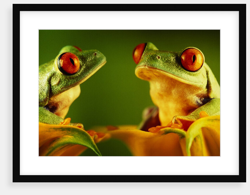 Red-Eyed Tree Frogs by Anonymous