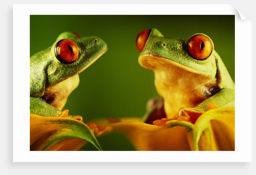 Red-Eyed Tree Frogs by Anonymous