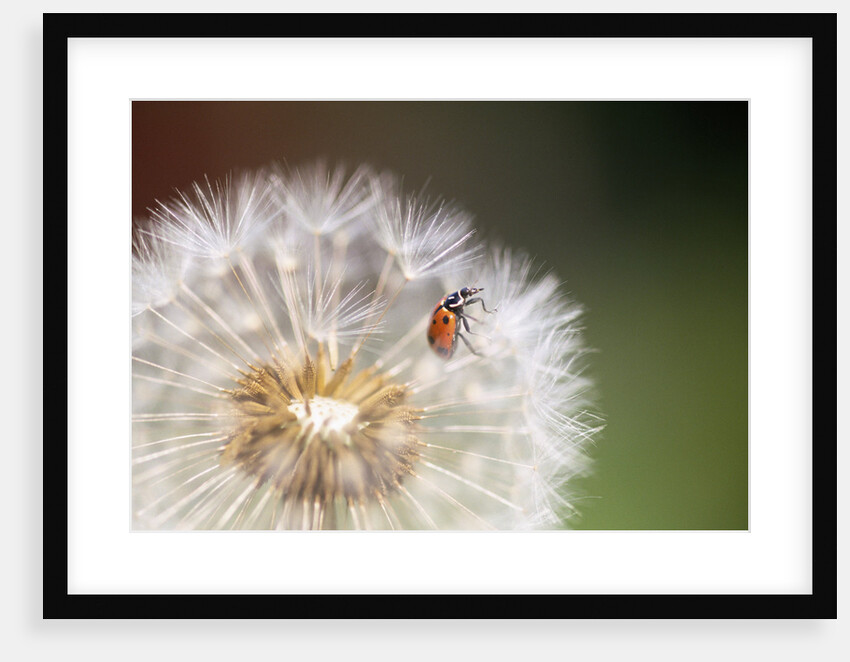 Ladybug on Dandelion by Anonymous