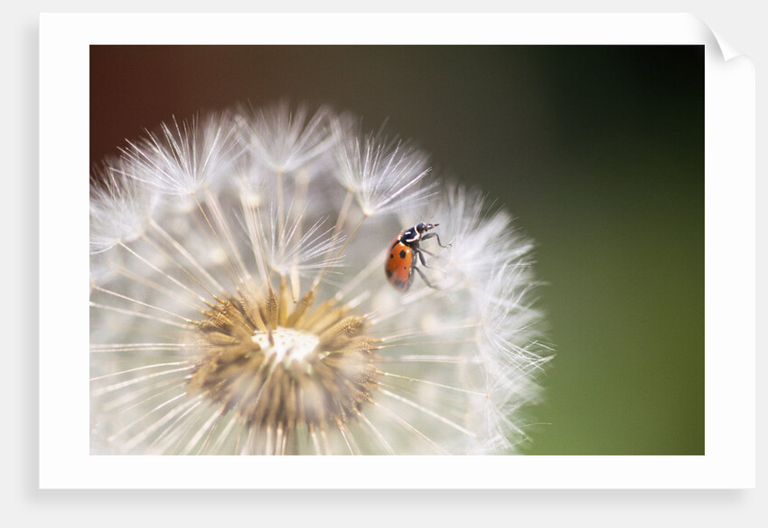 Ladybug on Dandelion by Anonymous