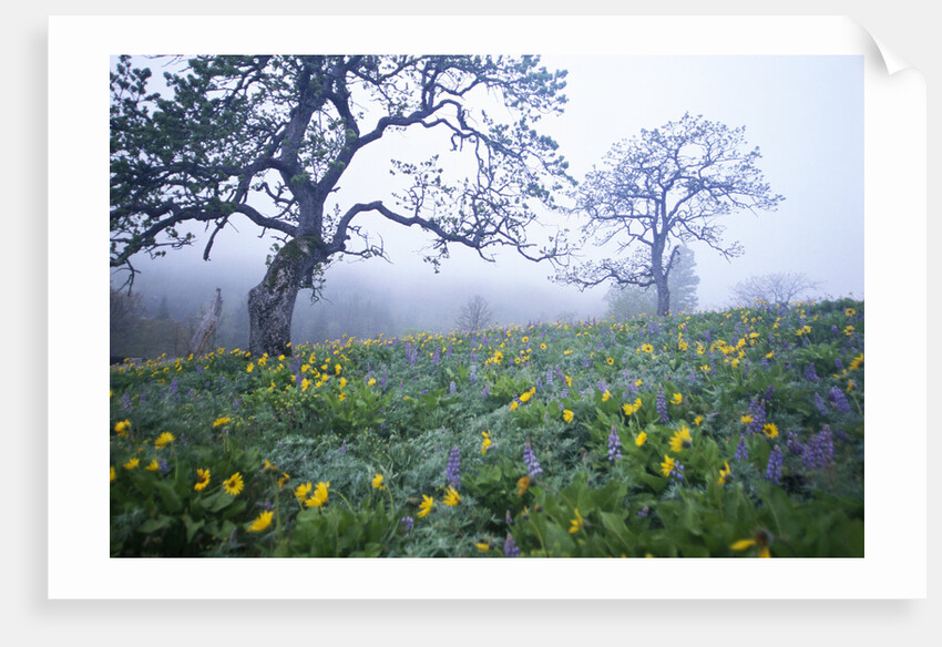 Oak Trees and Flowers in Meadow by Anonymous
