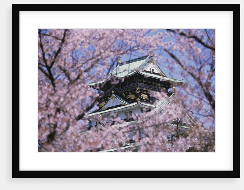 Cherry Blossoms in Front of Osaka Castle by Anonymous
