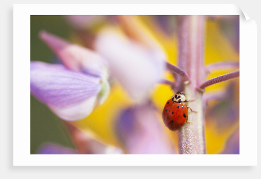 Ladybug Crawling by Anonymous